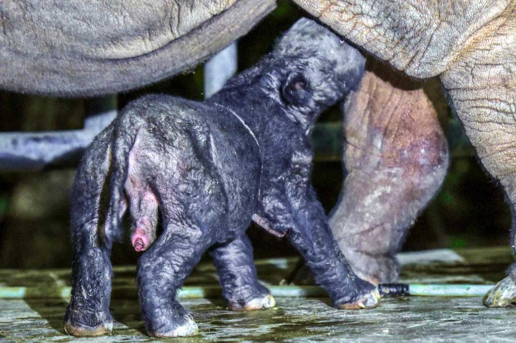 Ia mengatakan seekor bayi badak Sumatera atau Dicerorhinus sumatrensis yang lahir tersebut berjenis kelamin jantan. Bayi badak jantan itu lahir dari indukan bernama Delilah.