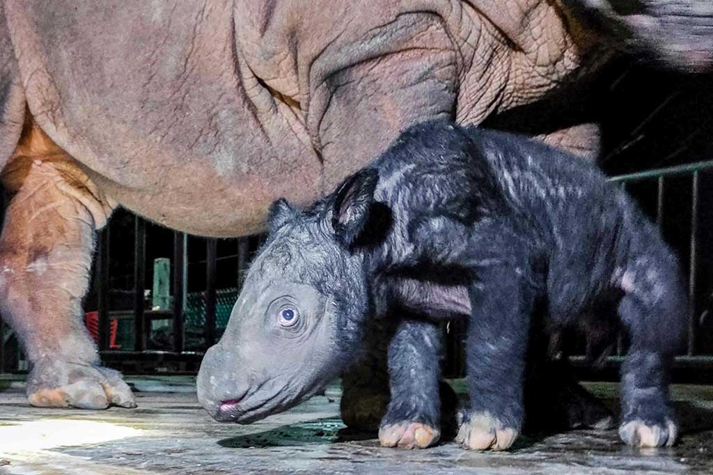 Badak Delilah melahirkan anak badak jantan di luar waktu perkiraan, yaitu pada Sabtu sekitar pukul 04.00 WIB di hari kebuntingan ke 460 atau 10 hari lebih cepat dari perkiraan kelahiran. Kelahiran ini menjadi kelahiran anak badak kedua di 2023, sekaligus kelahiran pertama dari induk badak berusia tujuh tahun itu.