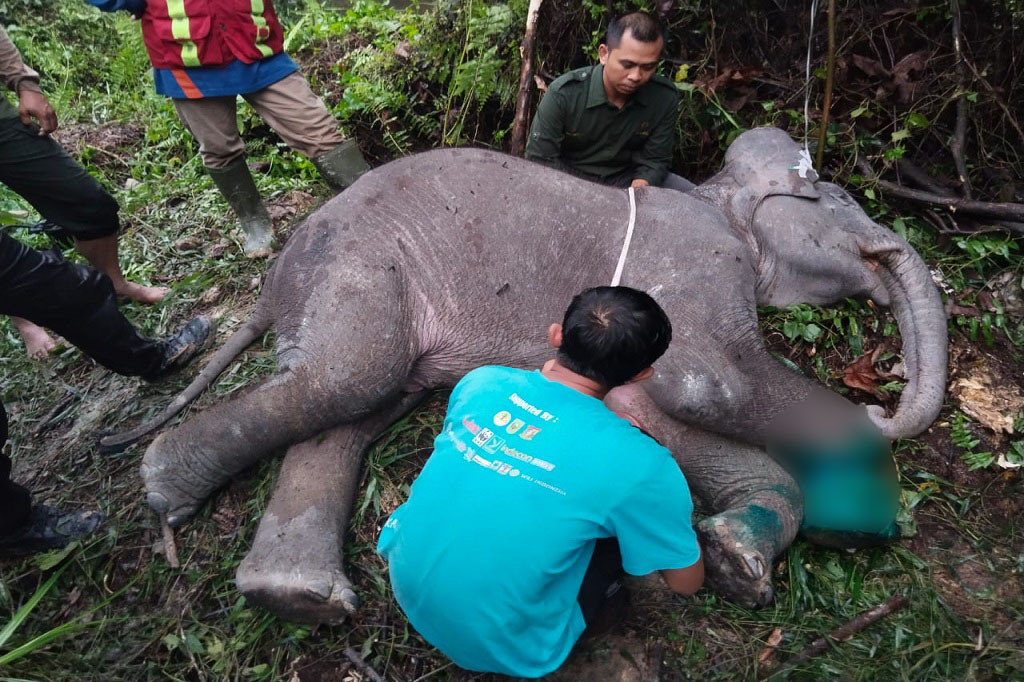 Anak gajah liar Sumatra (Elephas Maximus Sumatranus) berumur 2 tahun berkelamin jantan ditemukan mati akibat infeksi luka jerat lilitan tali nilon di kaki kanan depan di Kabupaten Pelalawan, Riau.
