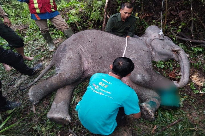 Anak gajah liar Sumatra (Elephas Maximus Sumatranus) berumur 2 tahun berkelamin jantan ditemukan mati akibat infeksi luka jerat lilitan tali nilon di kaki kanan depan di Kabupaten Pelalawan, Riau.