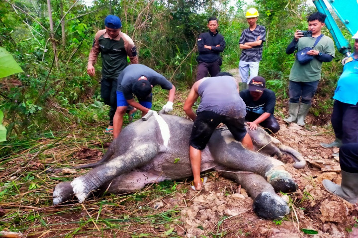 Anak gajah berbobot 500 kilogram (Kg) yang diidentifikasi bagian dari kelompok kantong gajah tesso tenggara di Kabupaten Pelalawan, Riau, itu sempat mendapatkan pengobatan oleh tim Wildlife Rescue Unit (WRU) Balai
Besar Konservasi Sumber Daya Alam (BBKSDA) Riau.