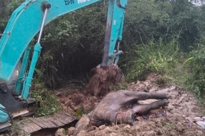 Ia menjelaskan, kronologis bermula ketika BBKSDA Riau mendapatkan laporan sekitar pukul 15.00 WIB, Senin, 13 November 2023 lalu, dari karyawan lapangan pemegang izin konsesi di Riau yang melihat anak gajah liar tertinggal hingga terpisah dari kelompoknya diduga karena sakit. Pada Selasa, 14 November 2023, tim WRU BBKSDA Riau yang terdiri dari tenaga medis dan perawat gajah bekerja sama dengan pihak di lapangan melakukan tindakan medis pertama. Tim melakukan observasi dan pembiusan terhadap anak gajah liar.