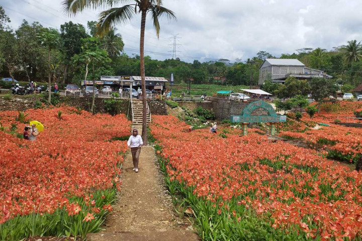 Sang pemilik kebun bunga Amarilis, Sukadi menceritakan, dirinya sudah menanam bunga Amarilis tersebut sejak 2002. Namun, baru mulai viral pada 2015.