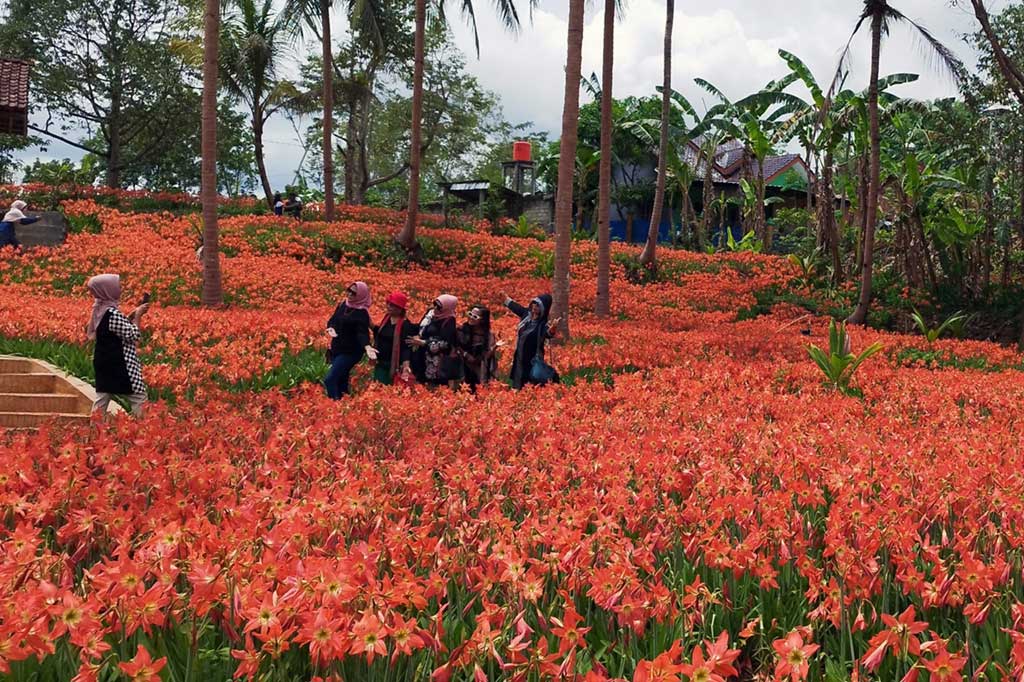 Bunga-bunga Amarilis berwarna oranye tampak bermekaran di halaman rumah warga di Pathuk, Gunung Kidul, D.I Yogyakarta. Wisatawan pun berdatangan berfoto di dengan berlatar bunga-bunga tersebut.