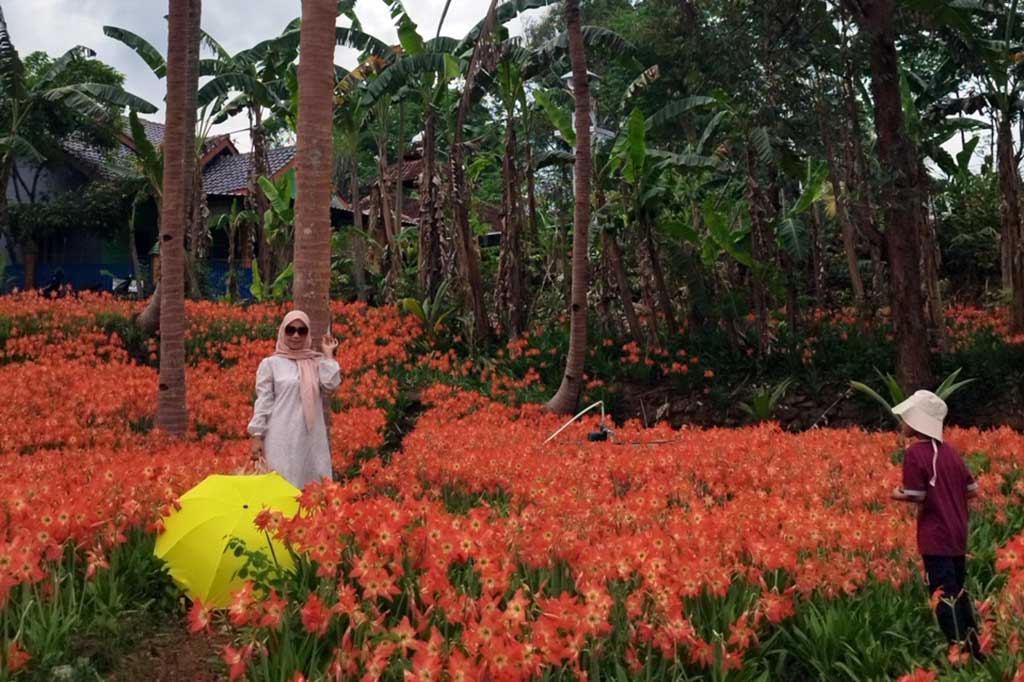 Sukadi kemudian berinisiatif untuk melestarikannya biar tidak punah. Tak dinyana, tanaman tersebut ternyata menari perhatian warga dan wisatawan.