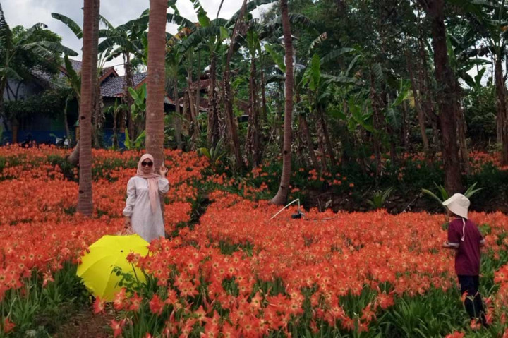 Sukadi kemudian berinisiatif untuk melestarikannya biar tidak punah. Tak dinyana, tanaman tersebut ternyata menari perhatian warga dan wisatawan.