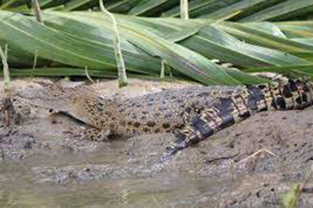 Hal itu dilakukan, setelah seorang lelaki dewasa hilang di aliran sungai tersebut pada pekan lalu. Dari beberapa potong anggota tubuh yang ditemukan di aliran sungai tersebut diyakini milik si lelaki berprofesi sebagai nelayan sungai tersebut.