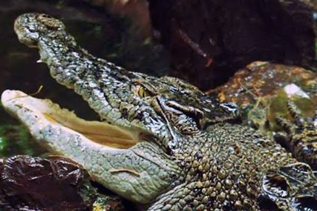 Balai Konservasi Sumber Data Alam (BKSDA) berhasil menangkap se ekor buaya liar di aliran sungai Sayeung, Kecamatan Setia Bakti, Kabupaten Aceh Jaya, Provinsi Aceh, pada Sabtu, 2 Desember 2023. Penangkapan hewan buas bermata udang itu dengan cara memasang perangkap besi di tepi sungai atau jalur yang sering dilalui hewan jenis ampibi tersebut.