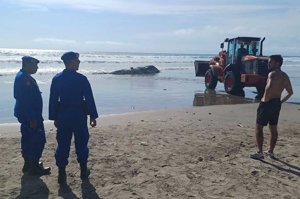 Paus jenis sperma sepanjang 10 meter terdampar di Pantai Legian Bali, Kamis, 7 Desember 2023. Lokasi persisnya berada di depan bangunan tower tsunami Arjuan Kelurahan Legian, Kecamatan Kuta, Kabupaten Badung. 