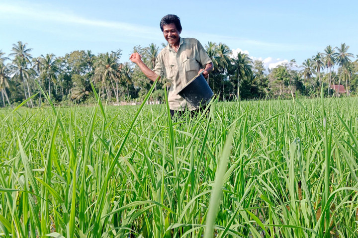 Untuk menghindari gagal produksi, sebagian petani terpaksa memembeli pupuk non subsidi. Padahal harganya jauh lebih mahal atau di luar jangkauan masyarakat petani kecil.
