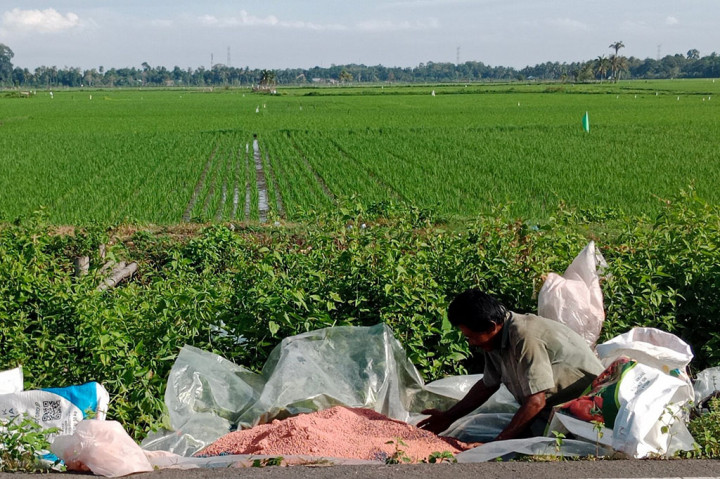 Karena itu sebagian petani di kawasan pesisir Selatan Malaka tersebut harus tertunda memupuk lahan sawah mereka. Kondisi ini dikhawatirkan akan berpengaruh besar terhadap pertumbuhan tanaman padi dan bisa berakibat penurunan hasil produksi gabah.