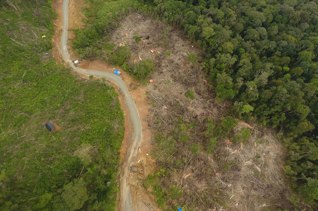 Sesuai penelusuran Media Indonesia, sejak sepuluh hari terakhir, tidak terhitung jumlah kayu kwalitas meranti dan hutan rotan hancur akibat aktivitas tambang liar pencari biji logam mulia itu. Belum lagi rusaknya habitat hewan liar seperti gajah, harimau, orangutan, rusa dan lainnya.