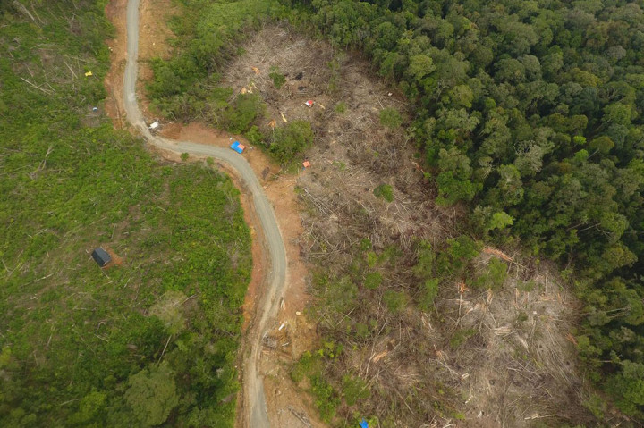 Sesuai penelusuran Media Indonesia, sejak sepuluh hari terakhir, tidak terhitung jumlah kayu kwalitas meranti dan hutan rotan hancur akibat aktivitas tambang liar pencari biji logam mulia itu. Belum lagi rusaknya habitat hewan liar seperti gajah, harimau, orangutan, rusa dan lainnya.