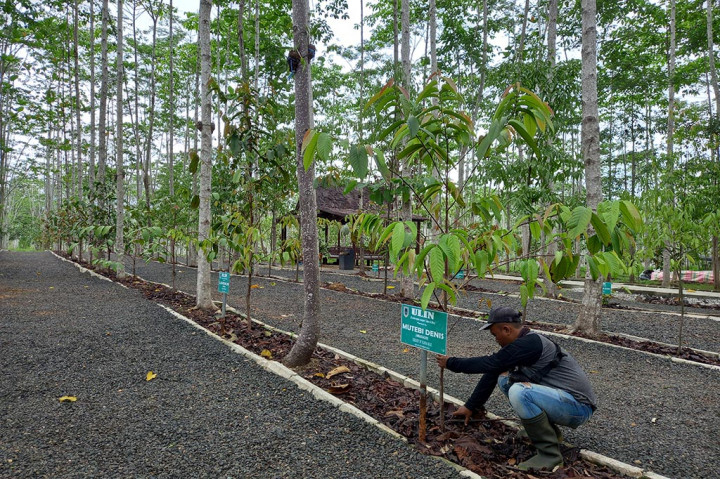 Sepintas pulau seluas 4,8 hektare ini sama dengan pulau-pulau kecil lainnya di kawasan waduk Riam Kanan yang didominasi pepohonan hutan, pinus, karet dan tumbuhan perdu lainnya. Sebelum dicanangkan sebagai pusat konservasi ulin, pulau ini sempat menjadi penangkaran rusa, sehingga sering disebut Pulau Rusa.