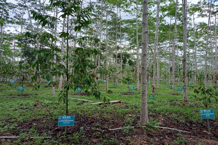 Saat berwisata atau berkunjung ke desa-desa terpencil di bagian hulu Waduk Riam Kanan di Kabupaten Banjar, kita akan melihat salah satu pulau kecil bertuliskan Borneo Zwageri Island atau bisa diartikan Pulau Ulin Kalimantan. Berjarak sekitar 40 menit menggunakan perahu motor dari dermaga Desa Tiwingan Lama, Pulau Ulin merupakan pusat konservasi tanaman langka jenis ulin (zwageri) yang ada di Kalimantan Selatan.