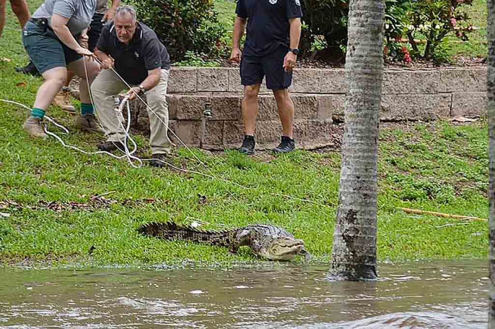 Komisaris Polisi Queensland Katarina Carroll mengatakan air banjir kemungkinan besar akan menghanyutkan buaya dan benda lainnya ke kawasan pemukiman.