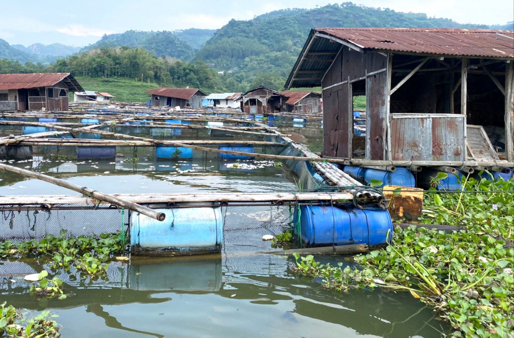 Kerugian besar dialami peternak ikan keramba jaring apung (KJA) di perairan Waduk Saguling, Kabupaten Bandung Barat. Ratusan ton ikan mati akibat berbagai penyebab.