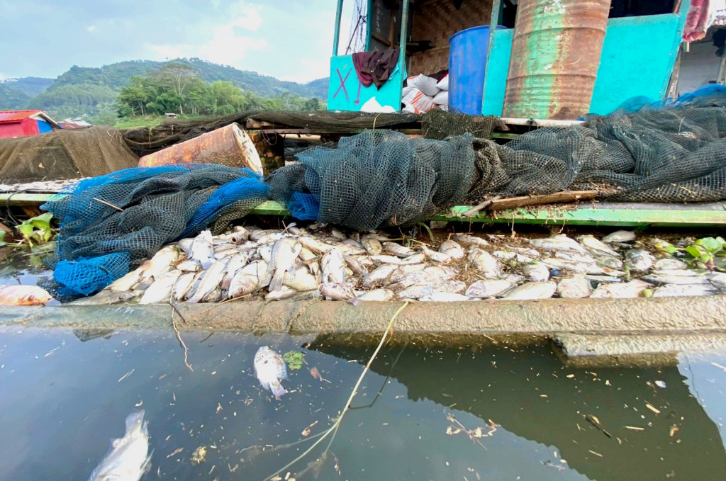 Kematian mendadak ikan ini tak cuma dipicu oleh perpindahan masa air dari dasar ke atas permukaan (Up-Welling). Tapi juga diduga karena tingginya kadar pencemaran air dari hulu, mulai dari limbah aktivitas industri hingga kegiatan pertanian.