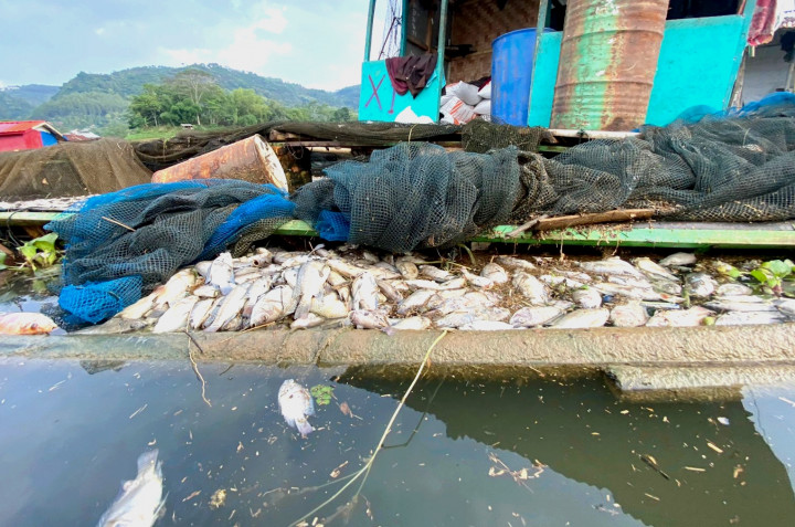 Kematian mendadak ikan ini tak cuma dipicu oleh perpindahan masa air dari dasar ke atas permukaan (Up-Welling). Tapi juga diduga karena tingginya kadar pencemaran air dari hulu, mulai dari limbah aktivitas industri hingga kegiatan pertanian.
