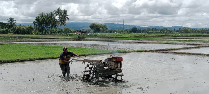 Petani di kawasan Kabupaten Pidie, Provinsi Aceh, mempercepat proses tandur (menanam padi) musim rencengan sebelum berakhir bulan Desember 2023. Sesuai target musim rendengan (musim tanam pertama) kali ini, diharapkan sebelum tahun baru 2024 semua lahan sawah di wilayah kabupaten pesisir Selatan
Malaka itu sudah selesai ditanami.