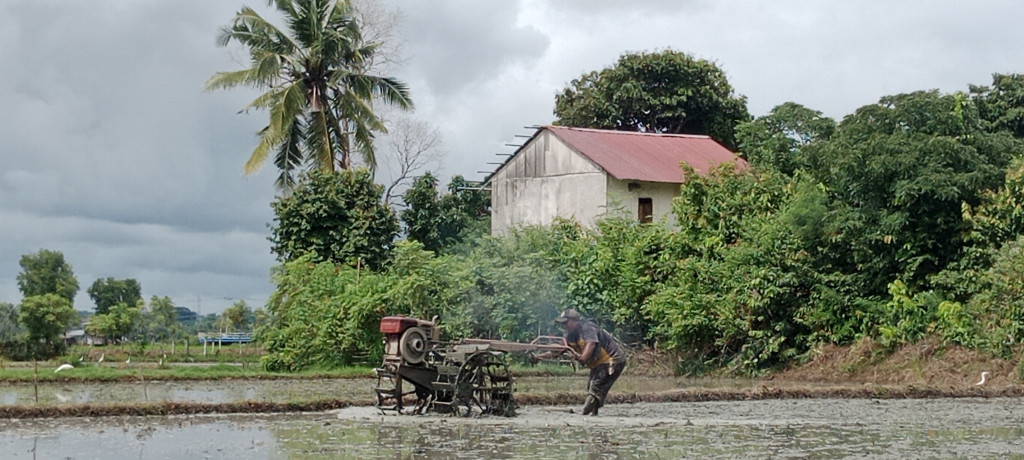Karena itu dalam tempo dua pekan lagi mereka harus berkebutuhan atau berpacu dengan waktu agar tidak ketinggalan. Pasalnya dengan kondisi musim penghujan, sekarang ketersediaan sumber air saluran irigasi dan tadah hujan cukup banyak dan mudah peuleh.