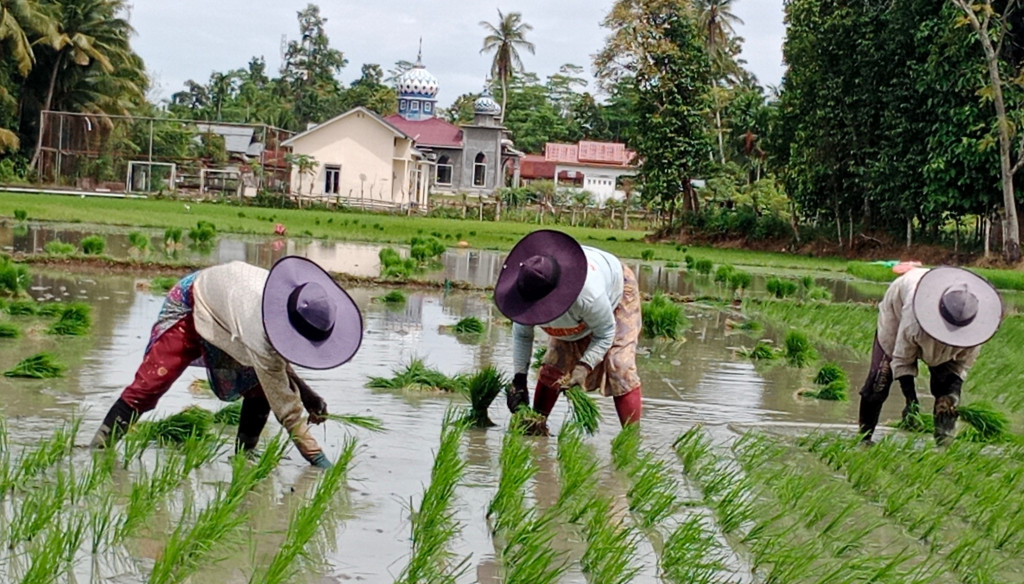 Kemudian untuk mengatur pembagian air ke setiap petak sawah juga sangat mudah, karena debit air masih melimpah. Apalagi di usia satu hingga dua bulan kebutuhan air untuk tanaman padi masih banyak yakni sangat berbeda saat usia tiga bulan hingga sampai usia 110 hari saat memasuki masa panen.