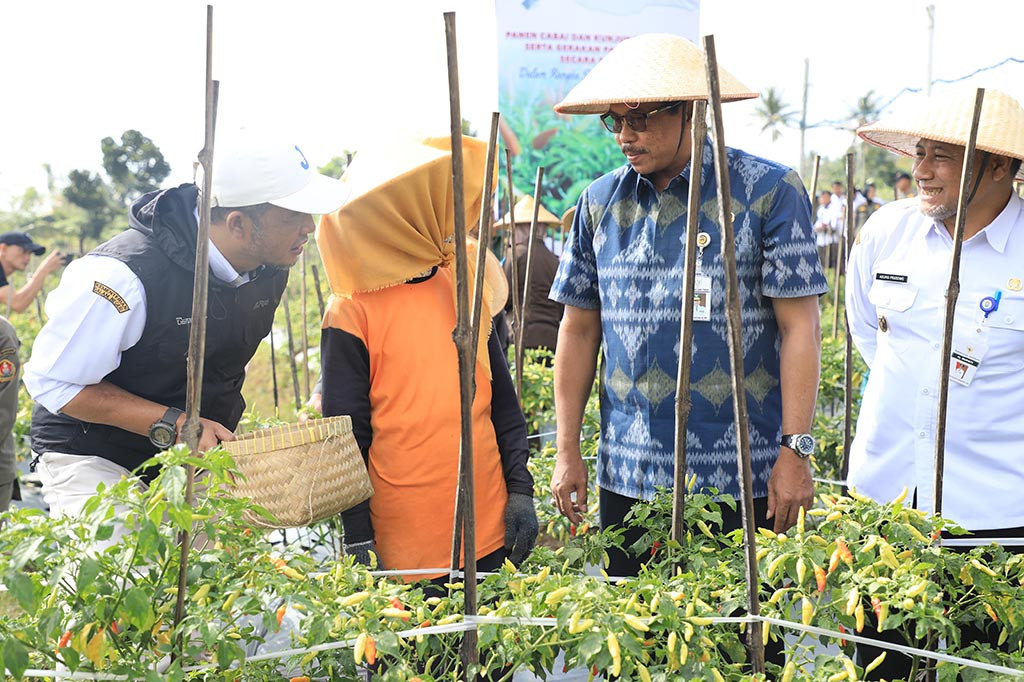 Penjabat (Pj) Gubernur Jawa Tengah, Nana Sudjana melakukan panen bersama petani cabai di di Desa Sriwungu, Kecamatan Tlogomulyo, Kabupaten Temanggung, Rabu, 20 Desember 2023.