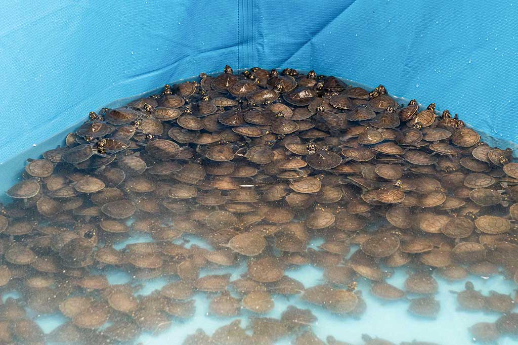 Pihak berwenang Peru telah menyita sekitar 4.000 penyu yang berasal dari Amazon di bandara internasional utama negara tersebut, Kamis, 21 Desember 2023. 