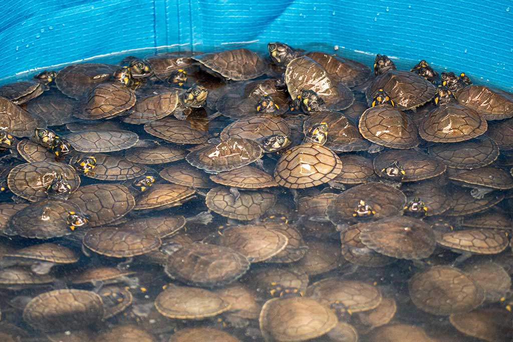 Dinas Kehutanan dan Margasatwa Nasional mengatakan dalam sebuah pernyataan bahwa mereka telah mencegat pengiriman penyu hidup di Bandara Jorge Chavez yang akan diekspor ke Indonesia.