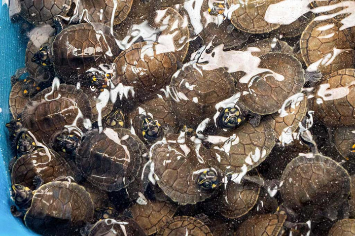 Di antara reptil tersebut adalah bayi penyu Arrau -- penyu sungai terbesar di Amerika Selatan -- dan penyu sungai bintik kuning, yang ditemukan dalam wadah plastik transparan kecil di dalam kotak karton.