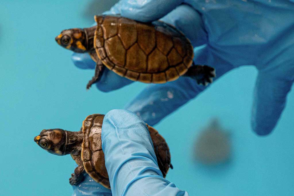 Kedua penyu tersebut terdaftar dalam Konvensi Perdagangan Internasional Spesies Terancam Punah (CITES) Fauna dan Flora Liar Apendiks II, yang mewajibkan pelacakan dan regulasi perdagangan.