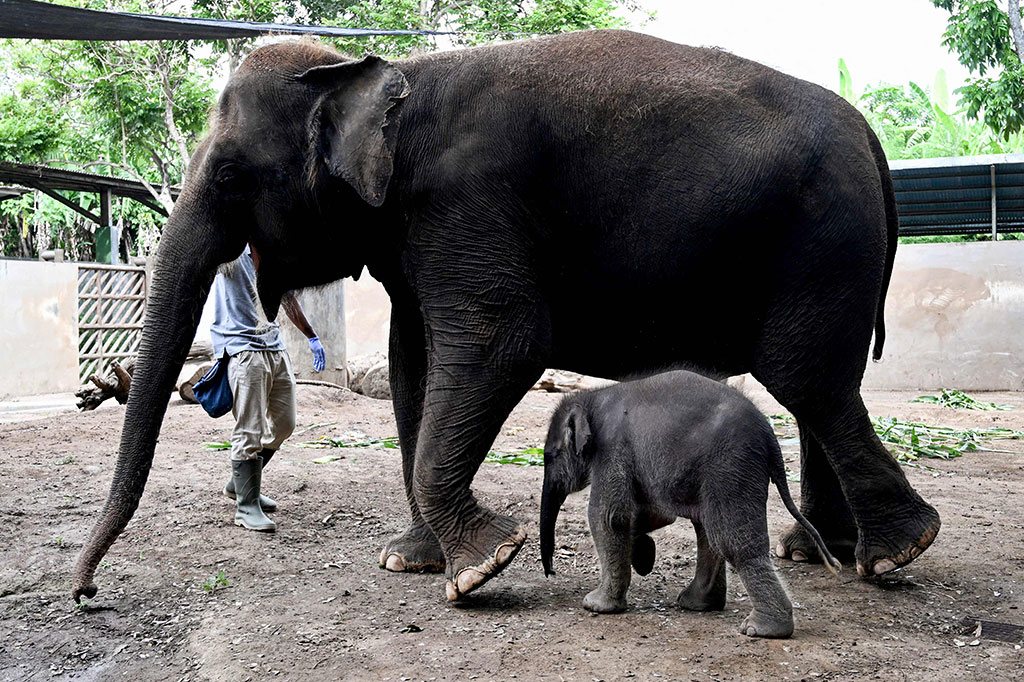 Dokter hewan Bali Zoo drh Arya Sandita menjelaskan bayi gajah yang berusia 28 hari itu belum bisa dikenalkan kepada publik karena harus melalui tahap observasi, perawatan, dan pengawasan, oleh tim kedokteran hewan.