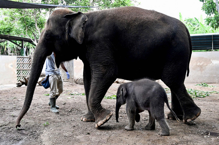 Dokter hewan Bali Zoo drh Arya Sandita menjelaskan bayi gajah yang berusia 28 hari itu belum bisa dikenalkan kepada publik karena harus melalui tahap observasi, perawatan, dan pengawasan, oleh tim kedokteran hewan.