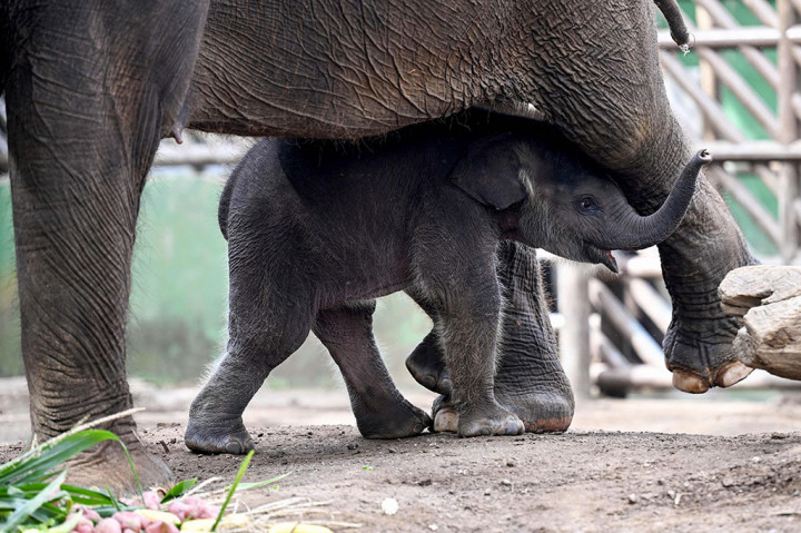 Seekor bayi gajah tengah bermain bersama induknya di kebun binatang Bali Zoo di Kabupaten Gianyar, Bali, Jumat, 22 Desember 2023.