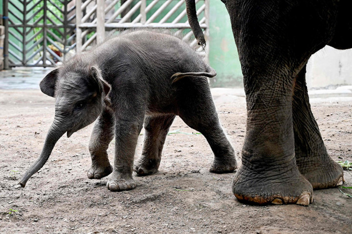 Gajah yang diberi nama Kama itu lahir dari induk pasangan Nurhayati dan Budi, setelah berada dalam kandungan selama 22 bulan. Dengan lahirnya Kama, kata dia, maka menambah koleksi gajah sumatera yang ada di kebun binatang seluas 10 hektare itu menjadi 15 ekor.