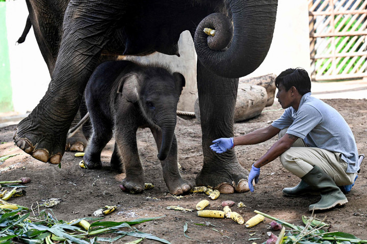 Saat ini gajah jantan itu dalam kondisi sehat dengan bobot sekitar 90-100 kilogram dan mendapatkan susu dari sang induk hingga usia tiga tahun.
