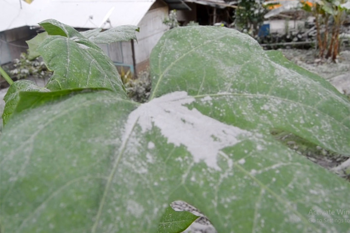 Hingga pukul 12,00 Wita, abu vulkanik masih keluar dari puncak gunung, namun belum ada perintah kepada warga untuk mengungsi.