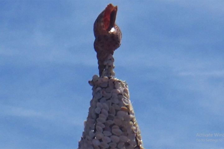 Yar Oso Moay, koordinator pemuda Gereja Bethel Doom mengatakan, proses pembuatan pohoin natal hingga selesai memakan waktu sekitar dua minggu. Di puncak pohon natal juga diletakkan sebuah cangkang kerang berukuran besar.