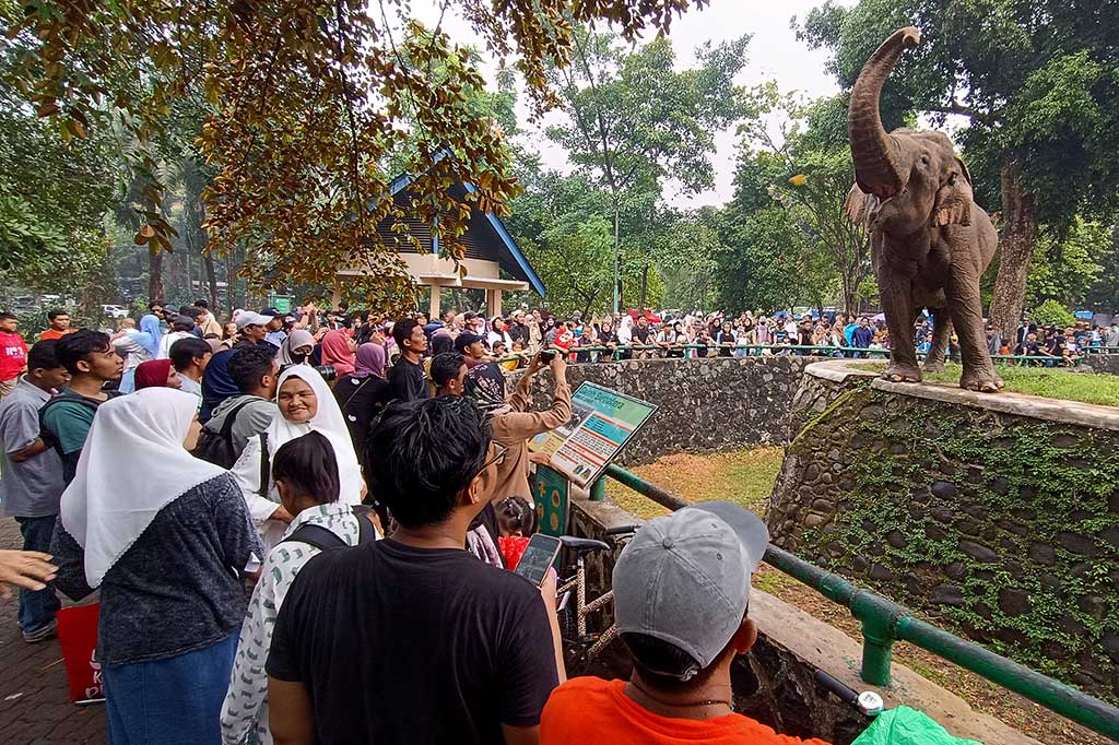 Pengelola Taman Margasatwa Ragunan mengatakan kandang gajah dan jerapah masih menjadi favorit yang diserbu oleh pengunjung dari berbagai kalangan mulai dari anak-anak hingga dewasa pada liburan Natal 2023, Senin, 25 Desember 2023.