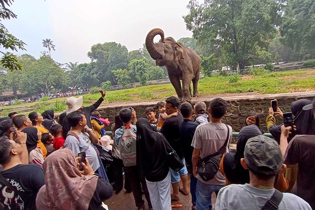 Pengunjung melihat satwa gajah sumatera yang berada di dalam kandang di Taman Margasatwa Ragunan, Jakarta, Senin, 25 Desember 2023. 