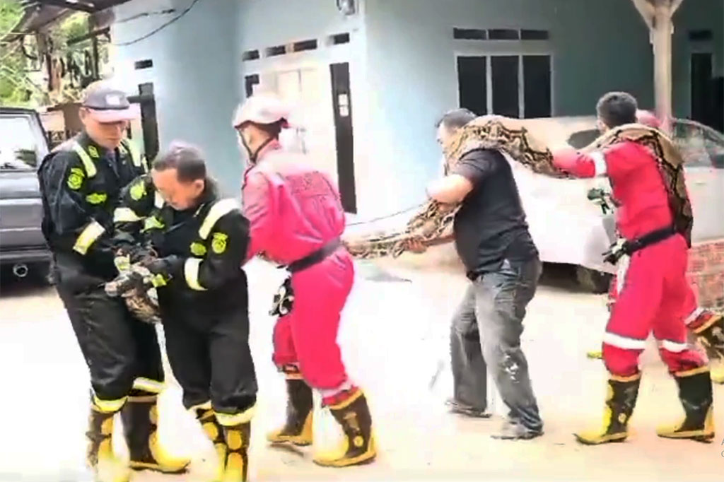 Diduga pemangsa ternak kambing warga yang selama ini kerap hilang, seekor ular phiton sepanjang sembilan meter diburu warga. Dengan bantuan petugas pemadam kebakaran, hewan merayap tersebut berhasil ditangkap.