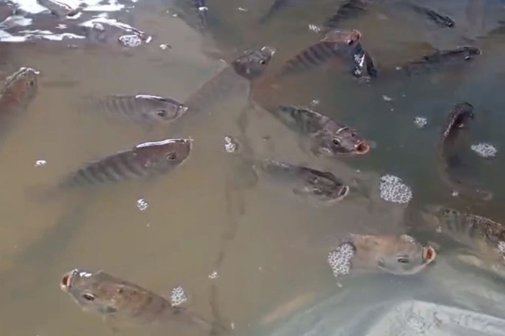 Kegiatan ini adalah sebagai upaya mensosialisasikan gerakan gemar makan ikan untuk penanganan stunting.