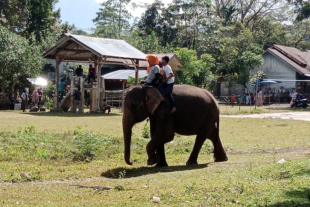 Amatan Media Indonesia, sejak dua hari terakhir, ratusan pengunjung silih berganti memenuhi pinggiran lapangan utama tempat latihan gajah. Itu persis di kawasan Tahura (Taman Hutan Raya) Pocut Meurah Intan, lereng pengunungan Seulawah Inong.
