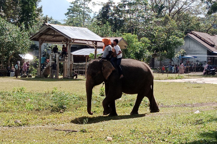 Amatan Media Indonesia, sejak dua hari terakhir, ratusan pengunjung silih berganti memenuhi pinggiran lapangan utama tempat latihan gajah. Itu persis di kawasan Tahura (Taman Hutan Raya) Pocut Meurah Intan, lereng pengunungan Seulawah Inong.