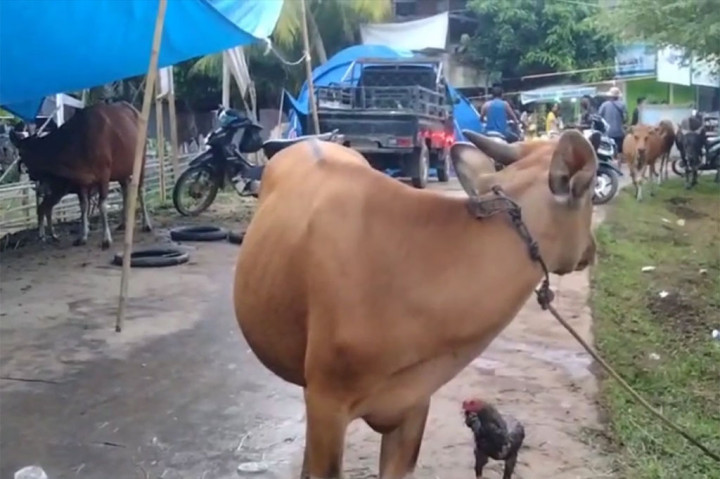 Hewan ternak warga seperti sapi, tidak berani ditinggalkan, hanya di bawa ke dataran lebih tinggi.
