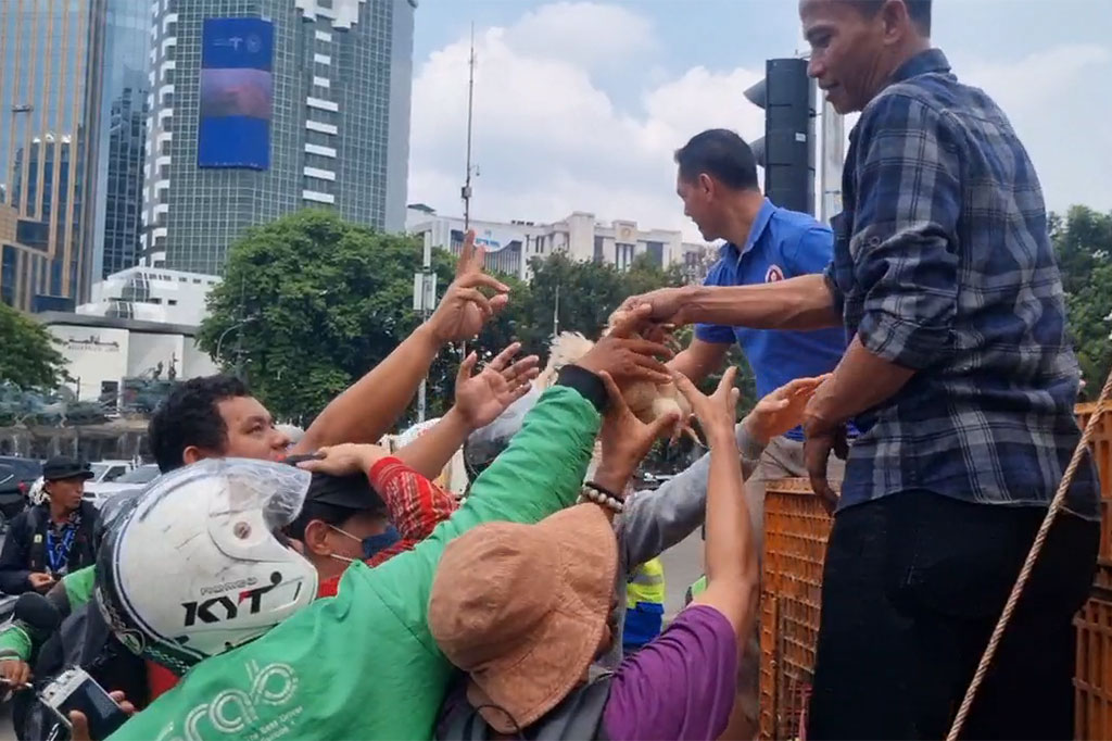 Aksi bagi-bagi ayam tersebut mendadak diserbu pengguna jalan yang melintas di kawasan patung kuda. Mereka rela berdesak-desakan demi mendapatkan ayam yang dibagikan secar gratis tersebut.