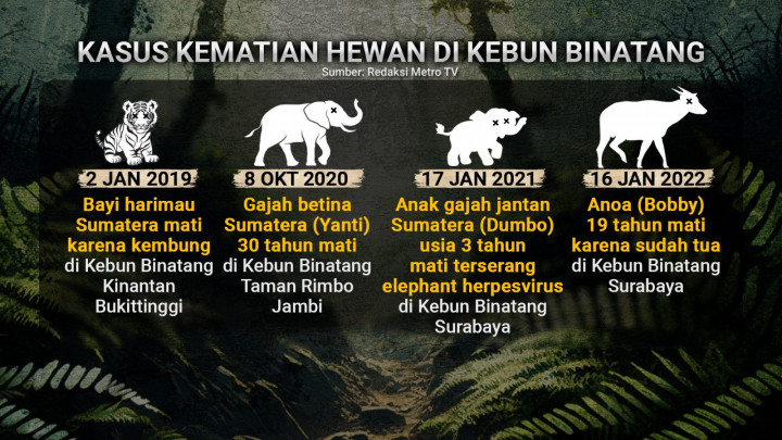Satwa Medan Zoo yang Tercampakkan