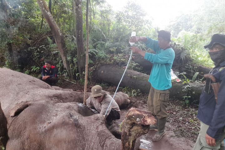 Kejadian tragis terjadi Taman Nasional Tesso Nilo (TNTN), Kabupaten Pelalawan, Riau. Pusat konservasi gajah sumatra (elephas maximus sumatranus) itu harus kehilangan gajah jinak berjenis kelamin jantan bernama Rahman, 46, dengan kondisi sekarat akibat diracun dan gading sebelah kiri sudah terpotong dan hilang.