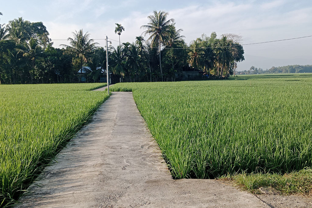 Setelah sekitar tiga pekan terakhir tidak turun hujan, ribuan hektare lahan sawah di kawasan Kabipaten Pidie, Provinsi Aceh terancam kekeringan. Itu merupakan lahan sawah musim tanam padi rendengan yang sedang dalam pertumbuhan atau berusia sekitar lima hari hingga 60 hari.