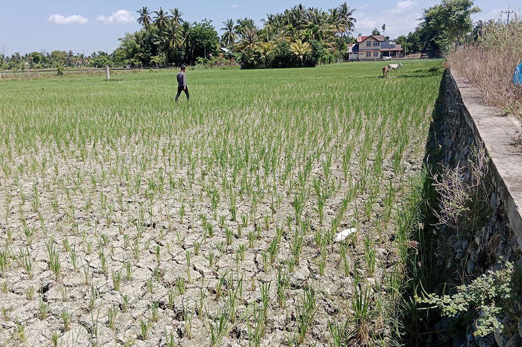 Lokasi yang rawan kekeringan itu antara lain di Kecamatan Delima, Grong-Grong, Indrajaya, Lampoh Saka,, padang Tiji, Simpang Tiga dan Kecamatan Pidie. Lalu Kecamatan Batee, Muara Tiga, Kembang Tanjung, Mutiara dan Geulumpang Baro.